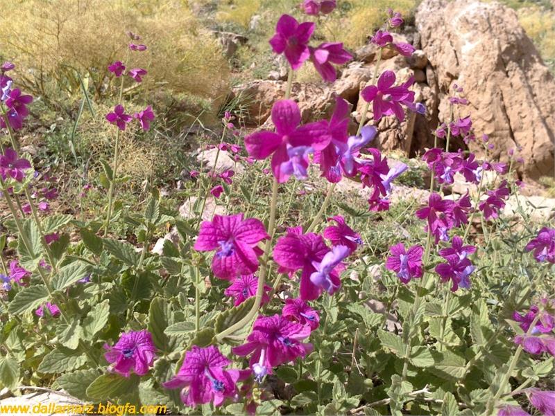 گل اروانه ی اورامانی (سووره هه لاله)- ضد التهاب و مفید در درمان بیماری های پوستی، ضد آلرژی