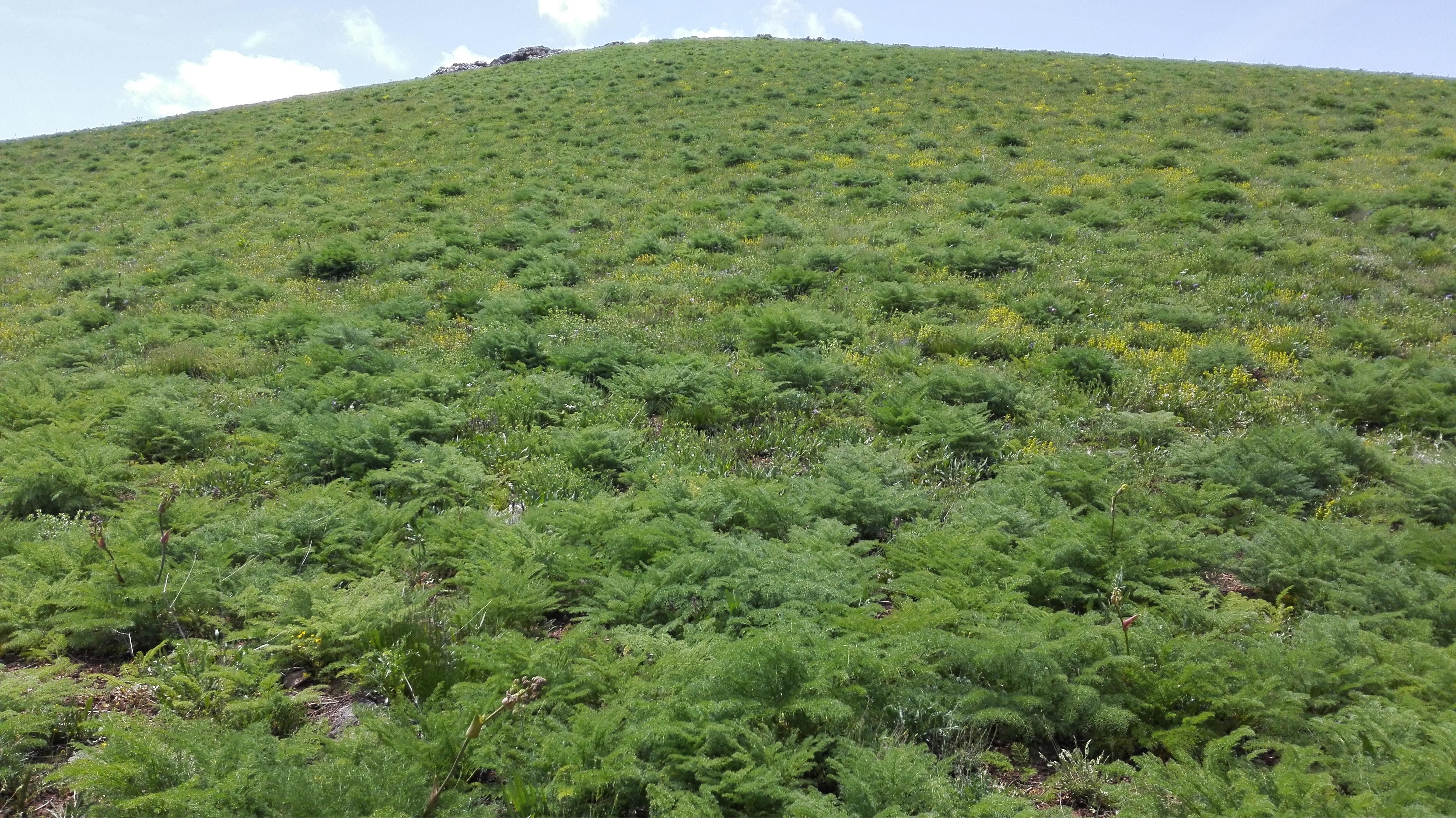 مراتع سارال، دیواندره