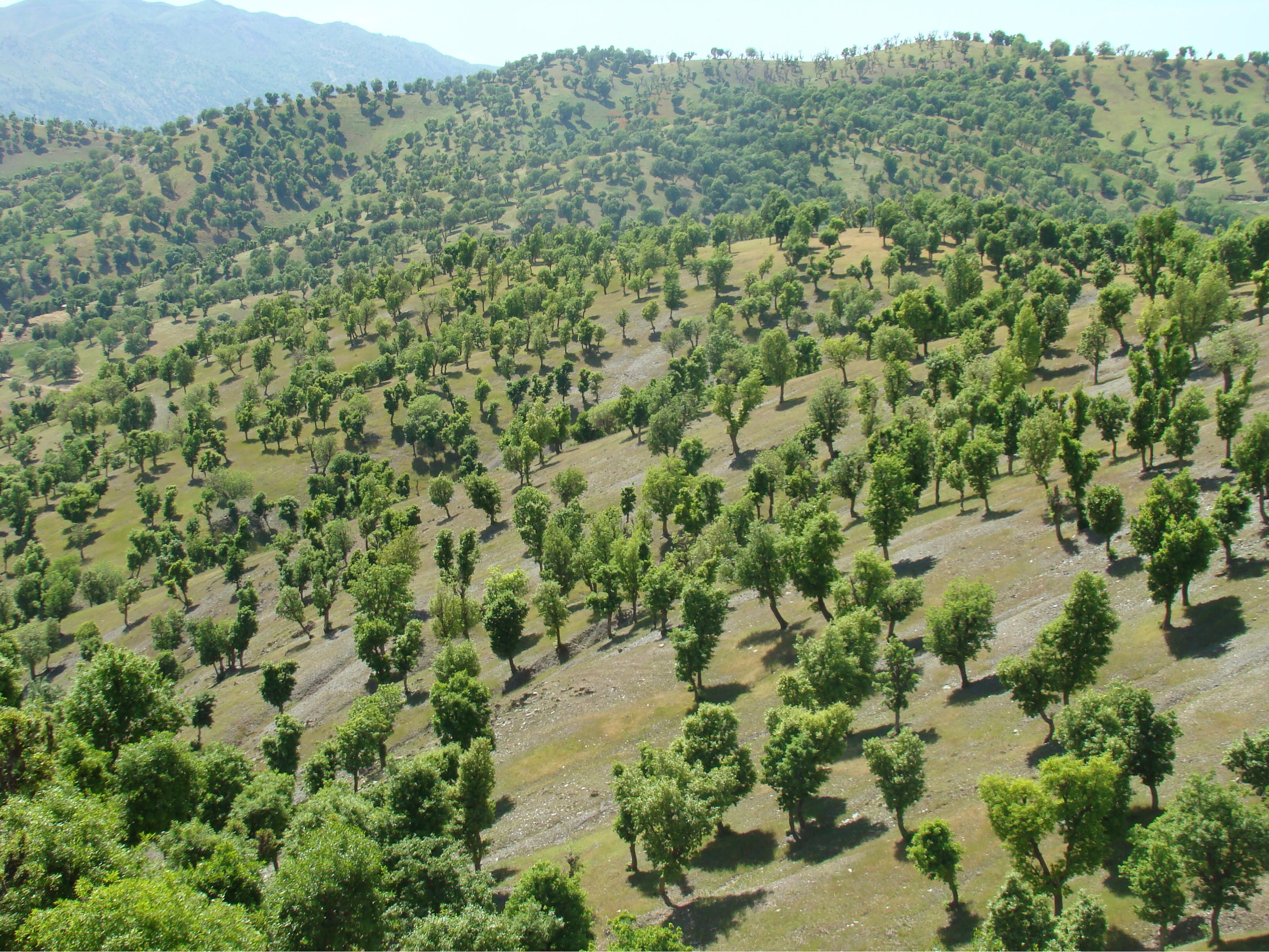 جنگلهای بلوط زاگرس شمال