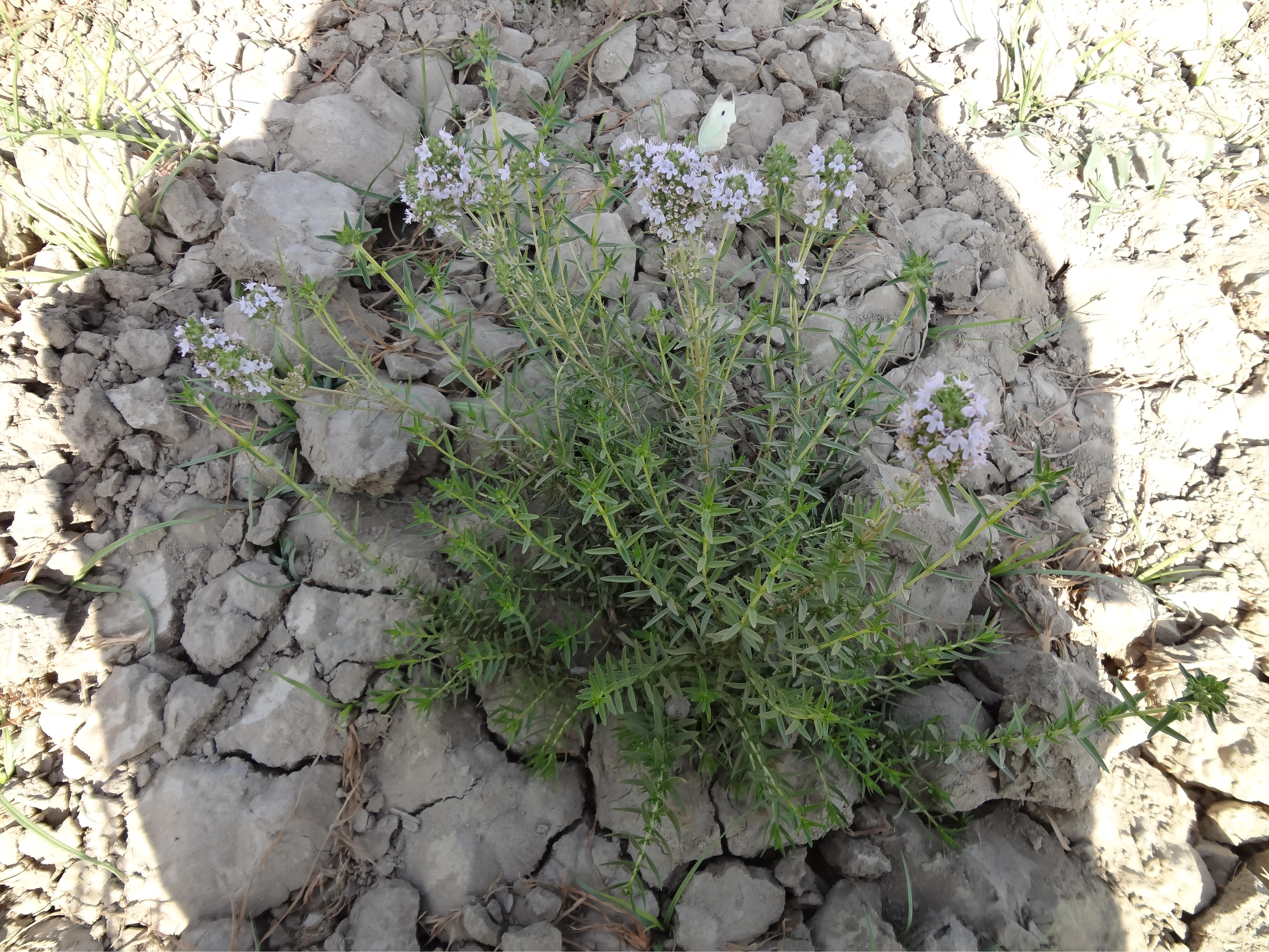 آویشن دنایی (گیاه دارویی با درصد اسانس بالا و غنی از تیمول)