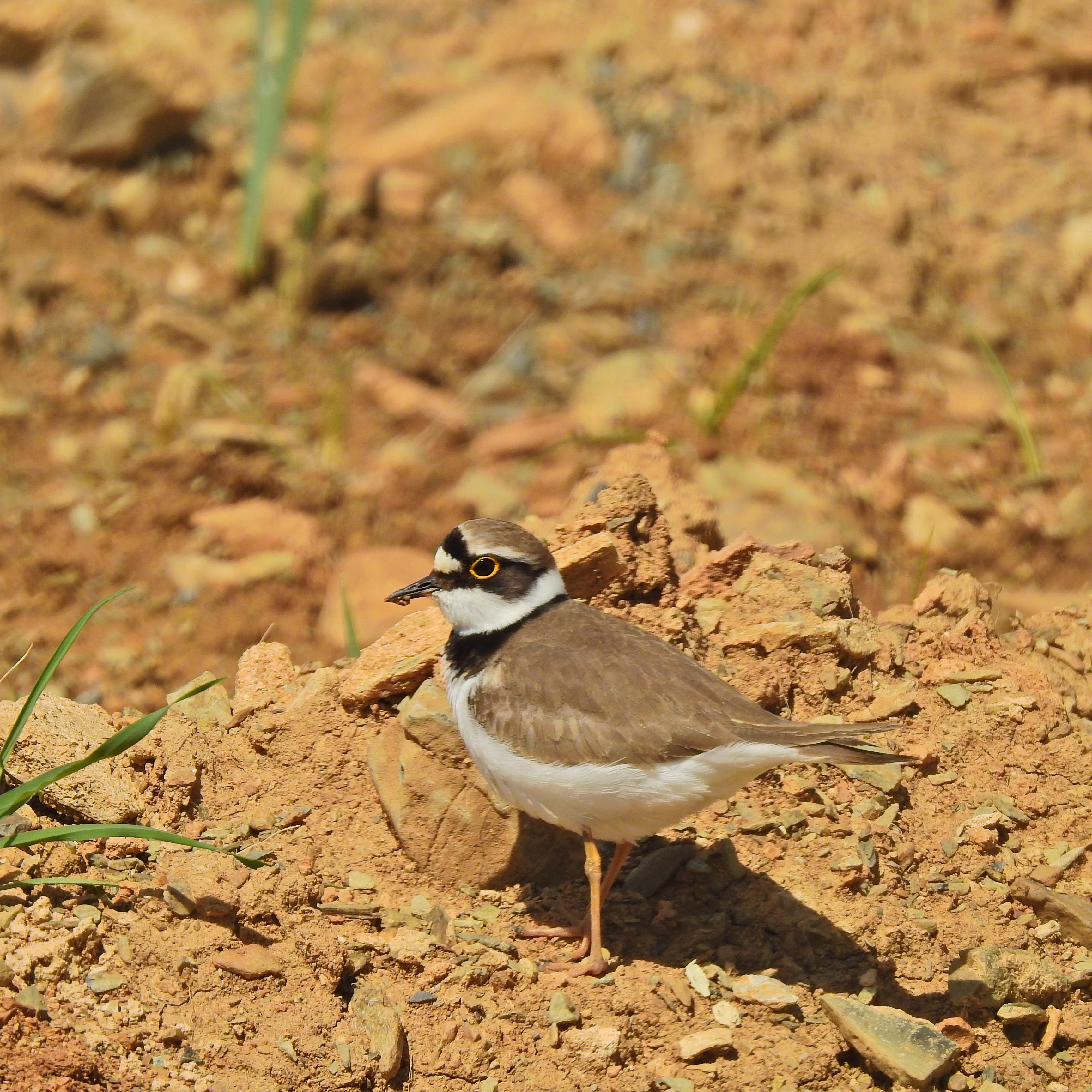 سلیم طوقی کوچک باقل آباد کردستان