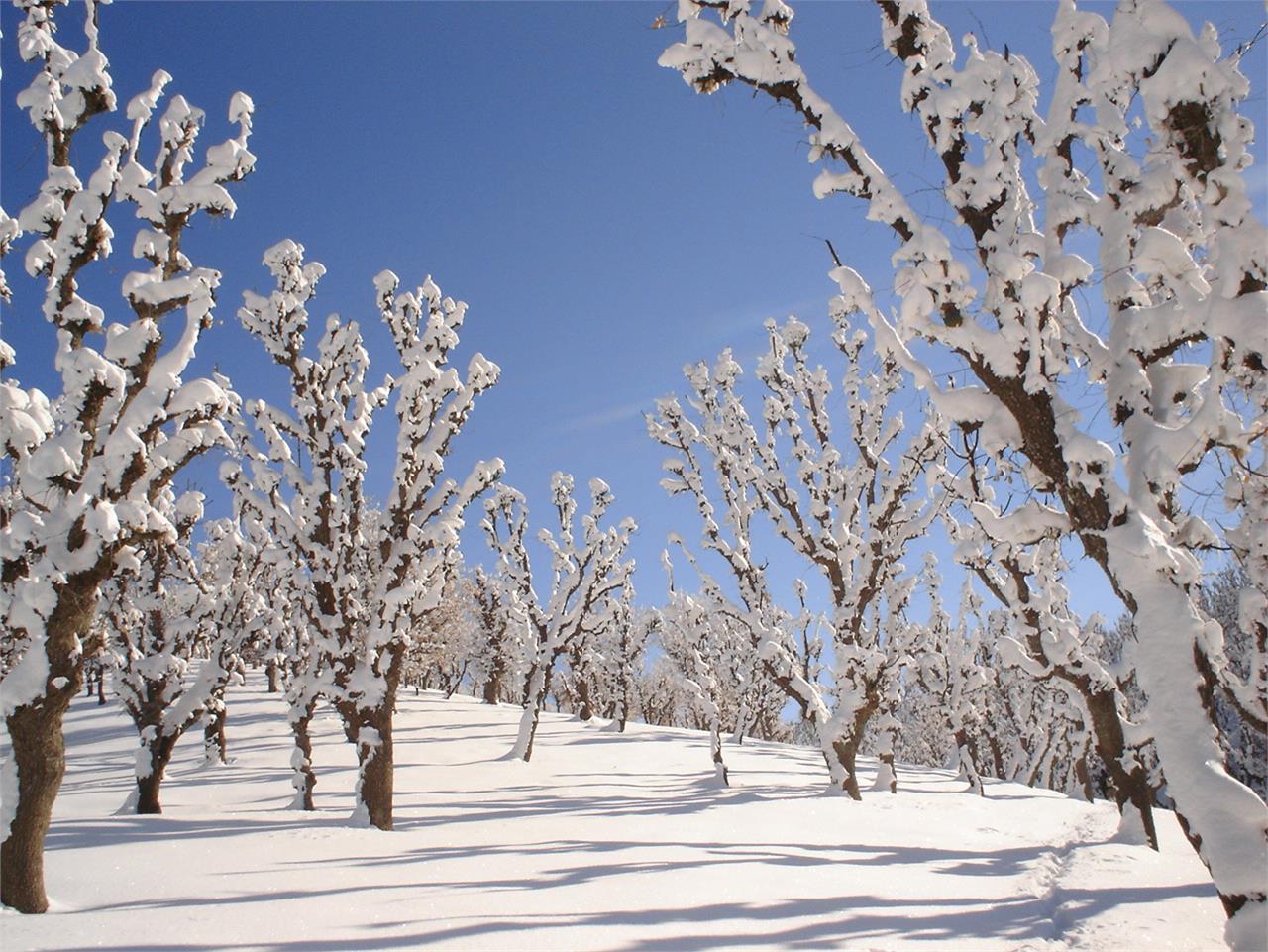 زمستان جنگل