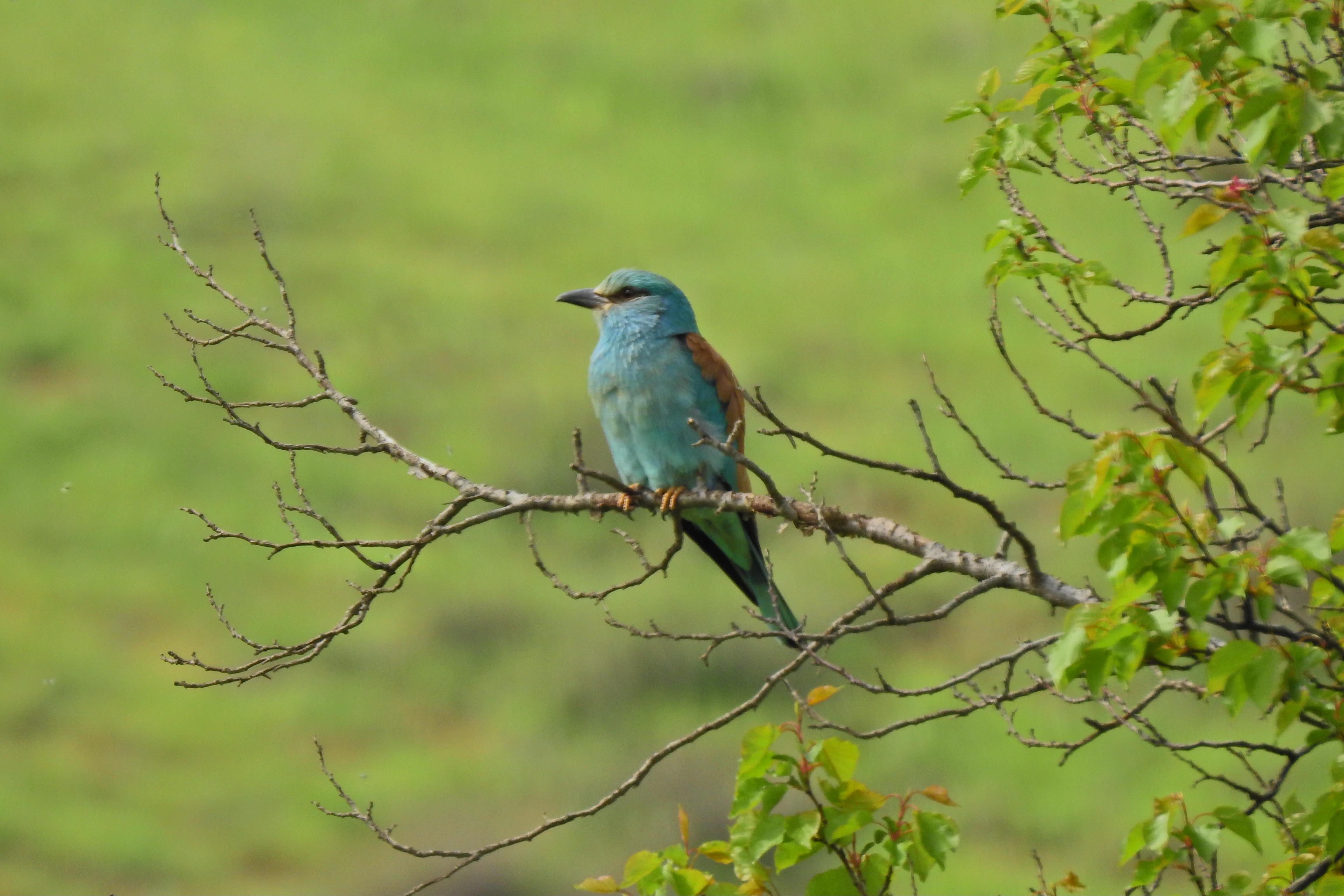 سبز قبا طاله وران استان کردستان