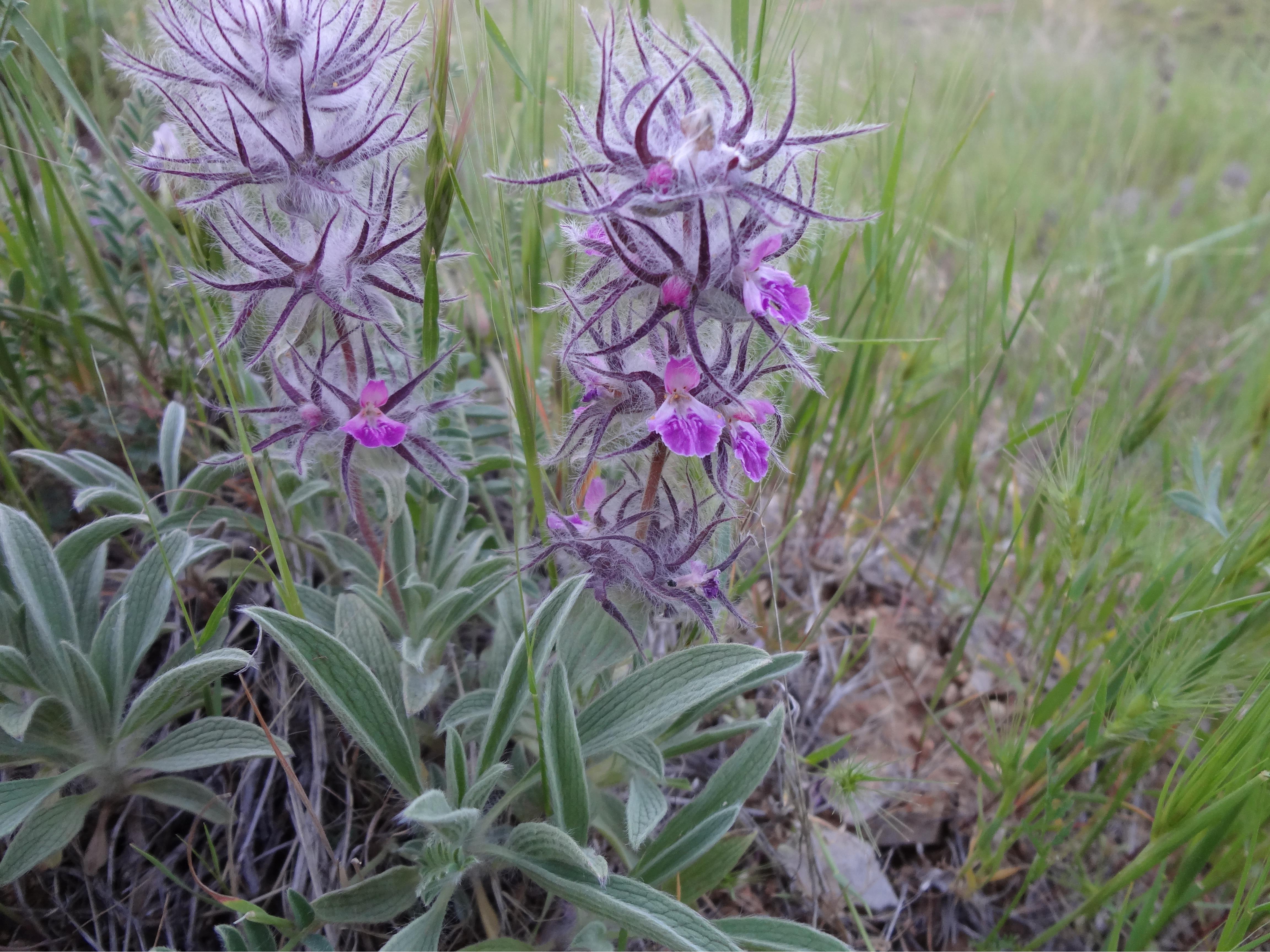 چای کوهی یا چای چوپان (گوله که وه)- آرامبخش و مفید در درمان سنگ کلیه