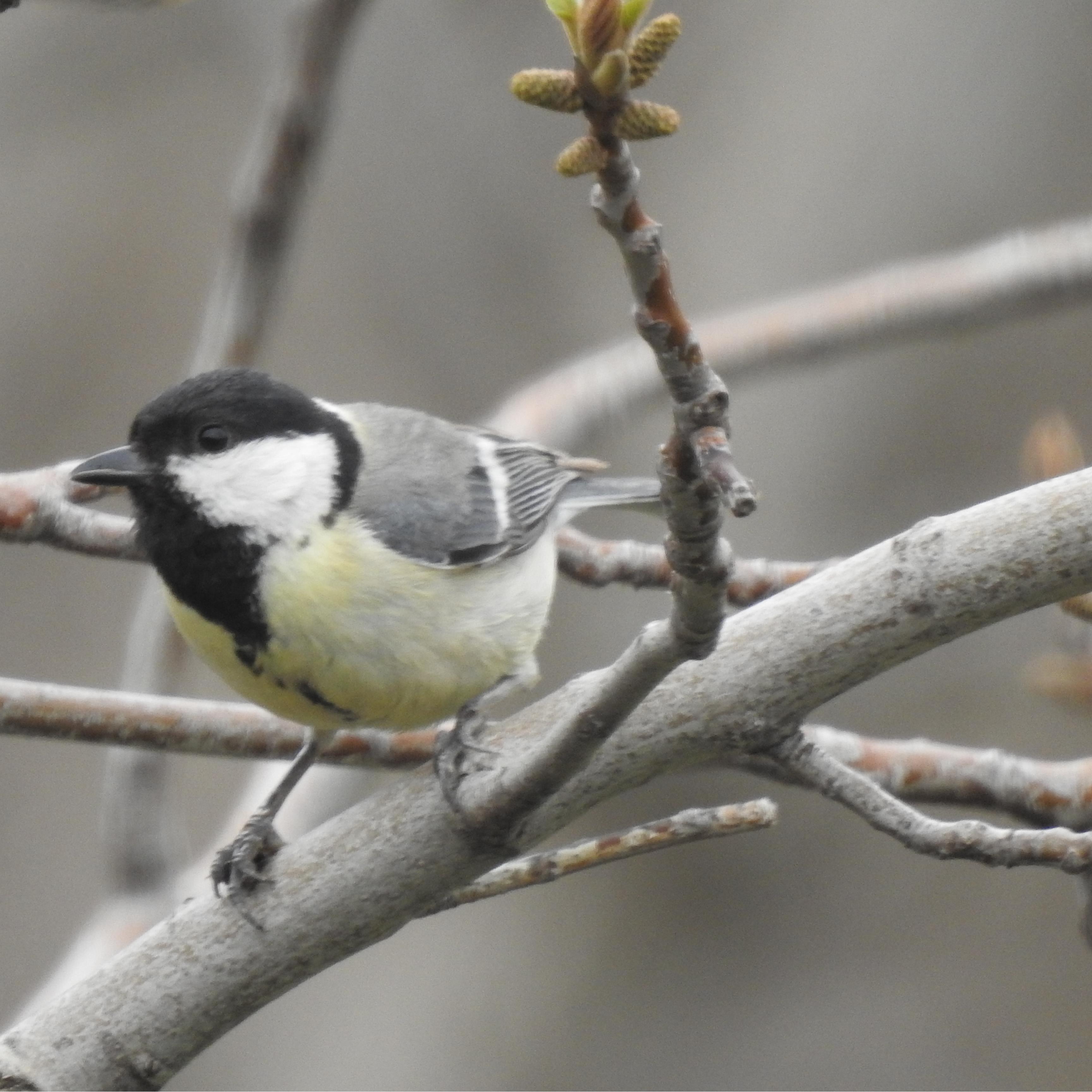 چرخ ریسک بزرگ دانیکش، مسیر سنندج به مریوان