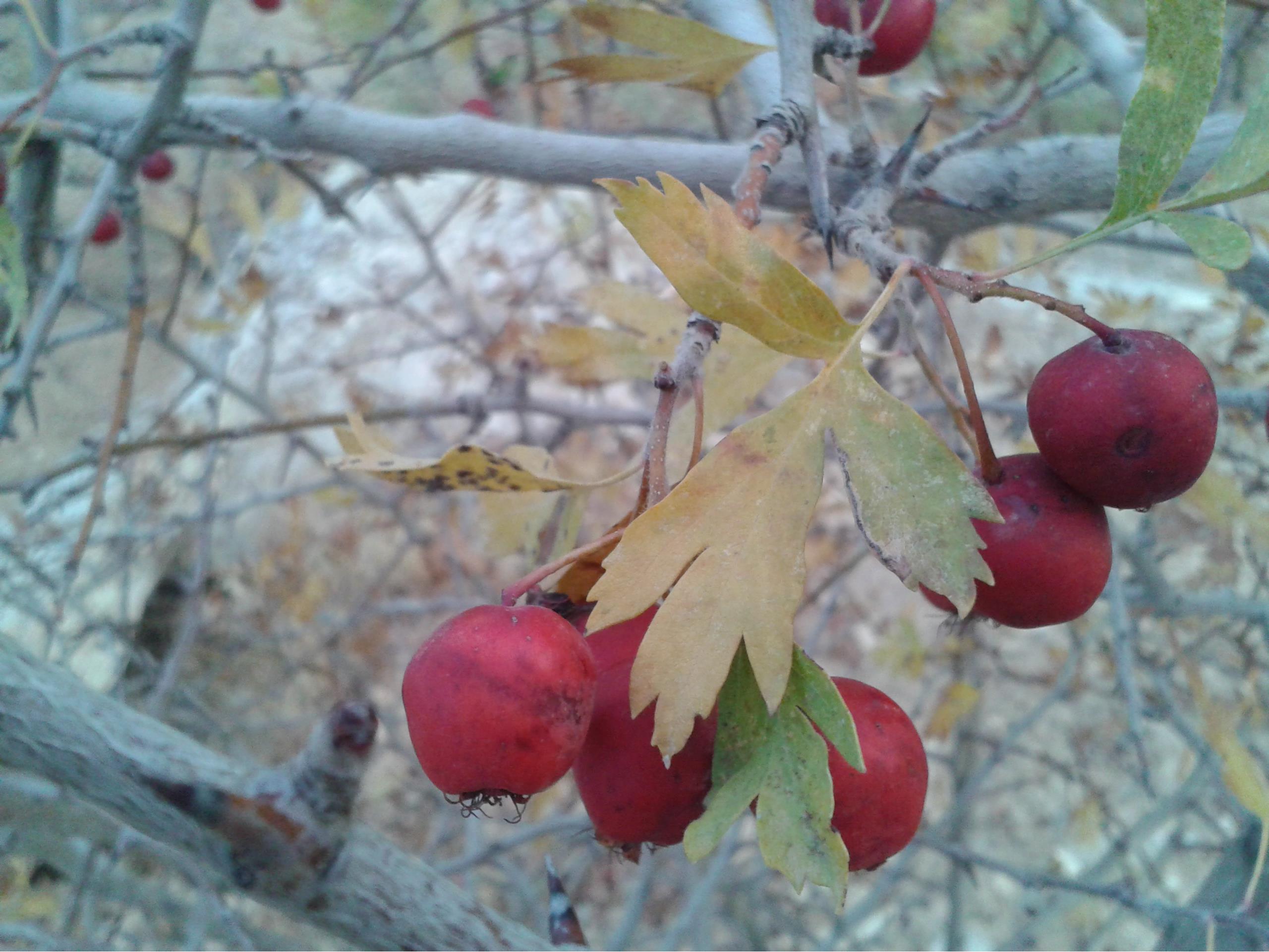 زالزالک (گیوژ)، مقوی قلب و معده