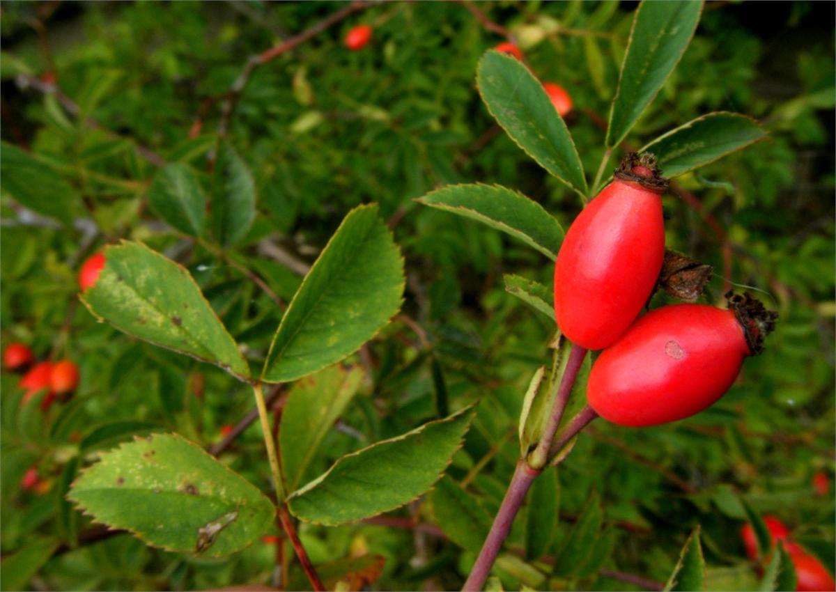 نسترن وحشی (شیلان)- منبع غنی از ویتامین C