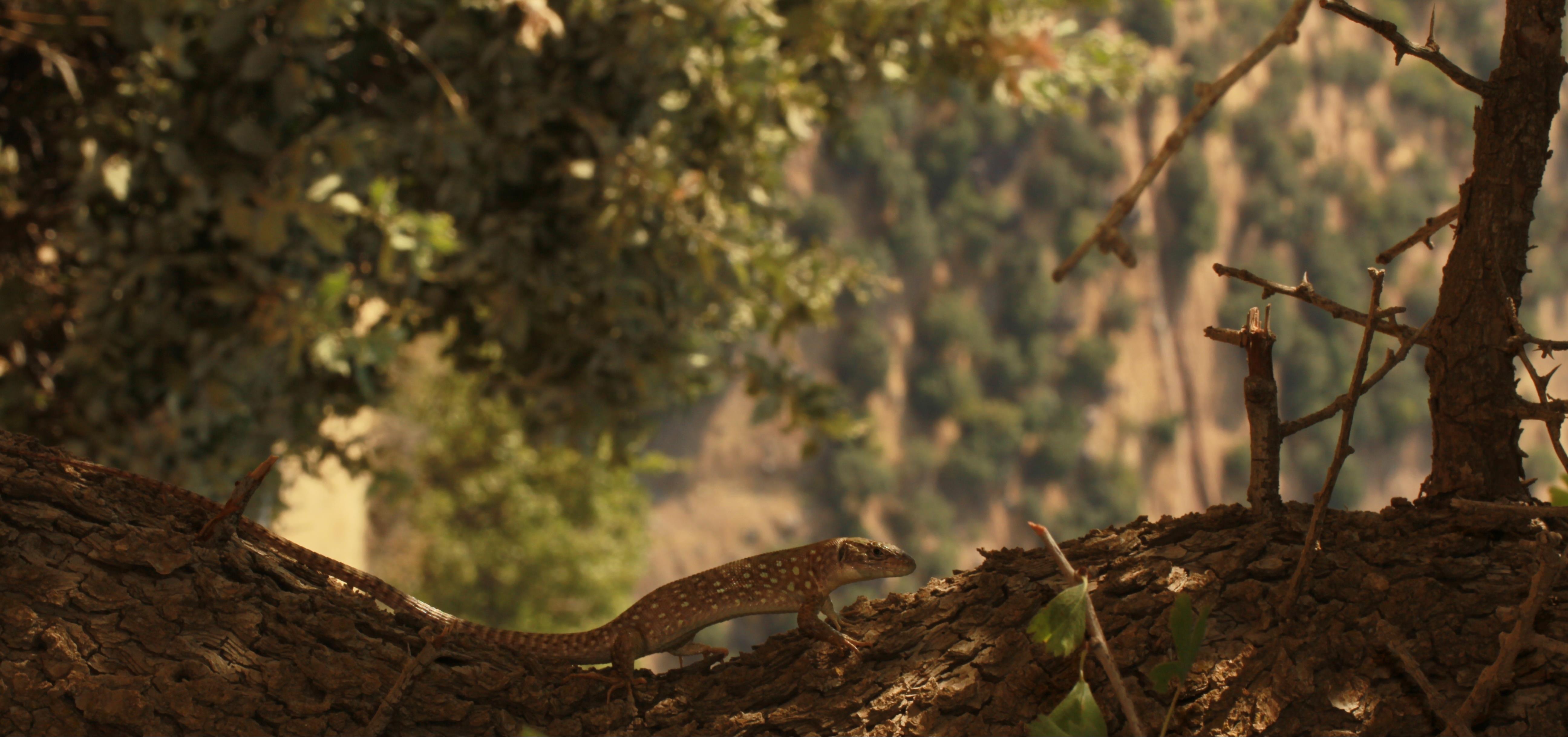 لاسرتای کردستان در منطقه برقرو