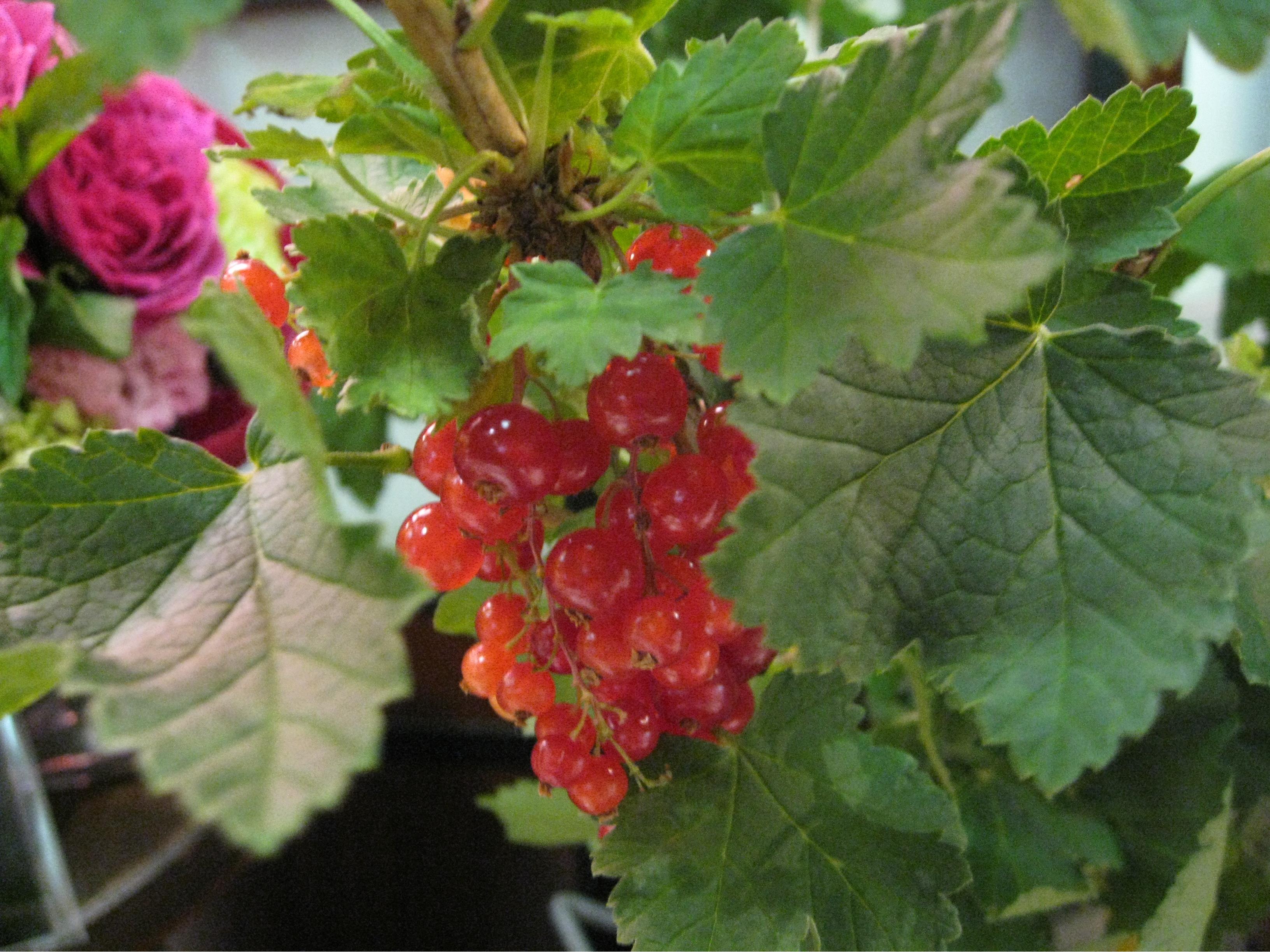 عرضه انگور فرنگی (Ribes) در گلفروشی های ژاپن به عنوان یک بوته گلدانی میوه دار