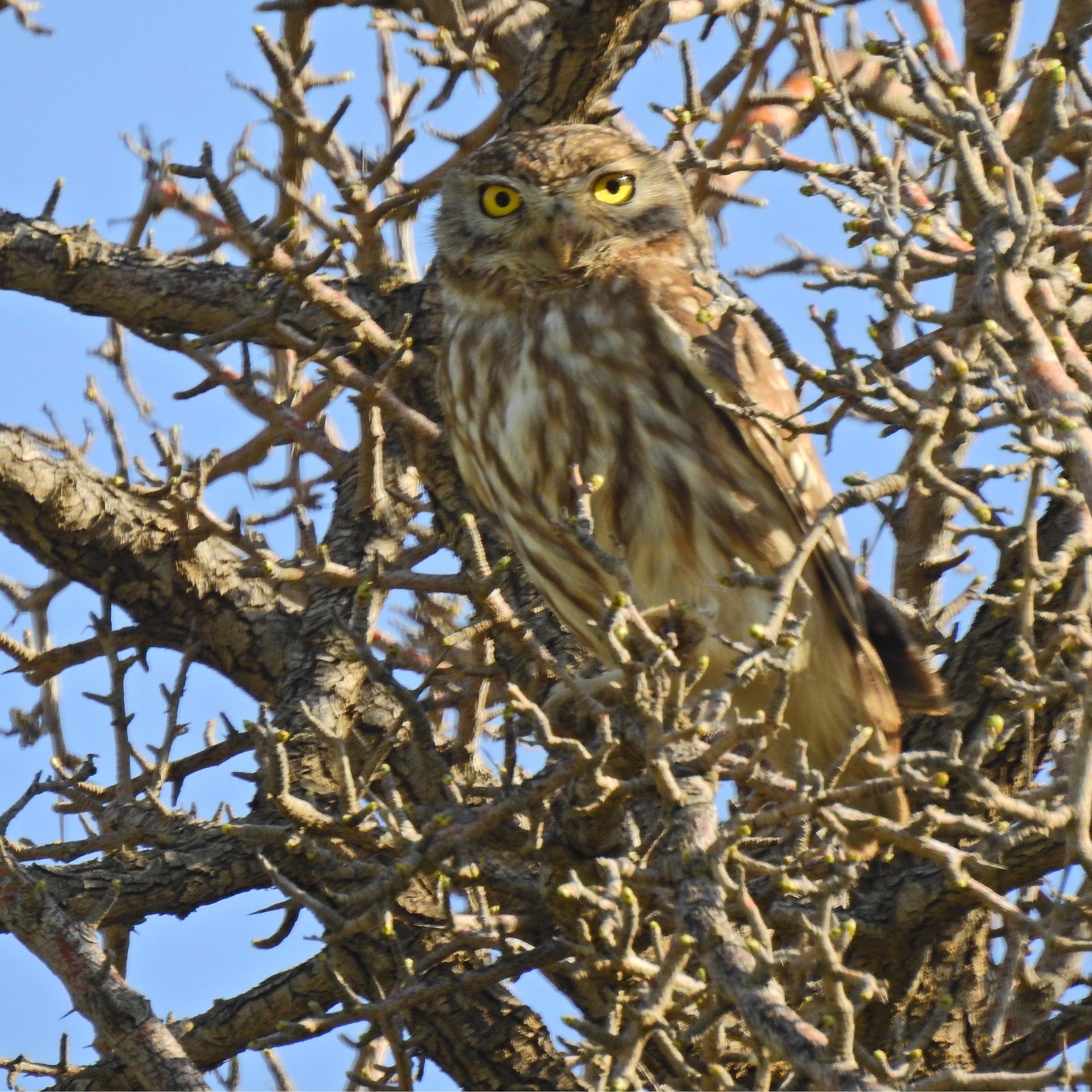 جغد کوچک سد آزاد کردستان