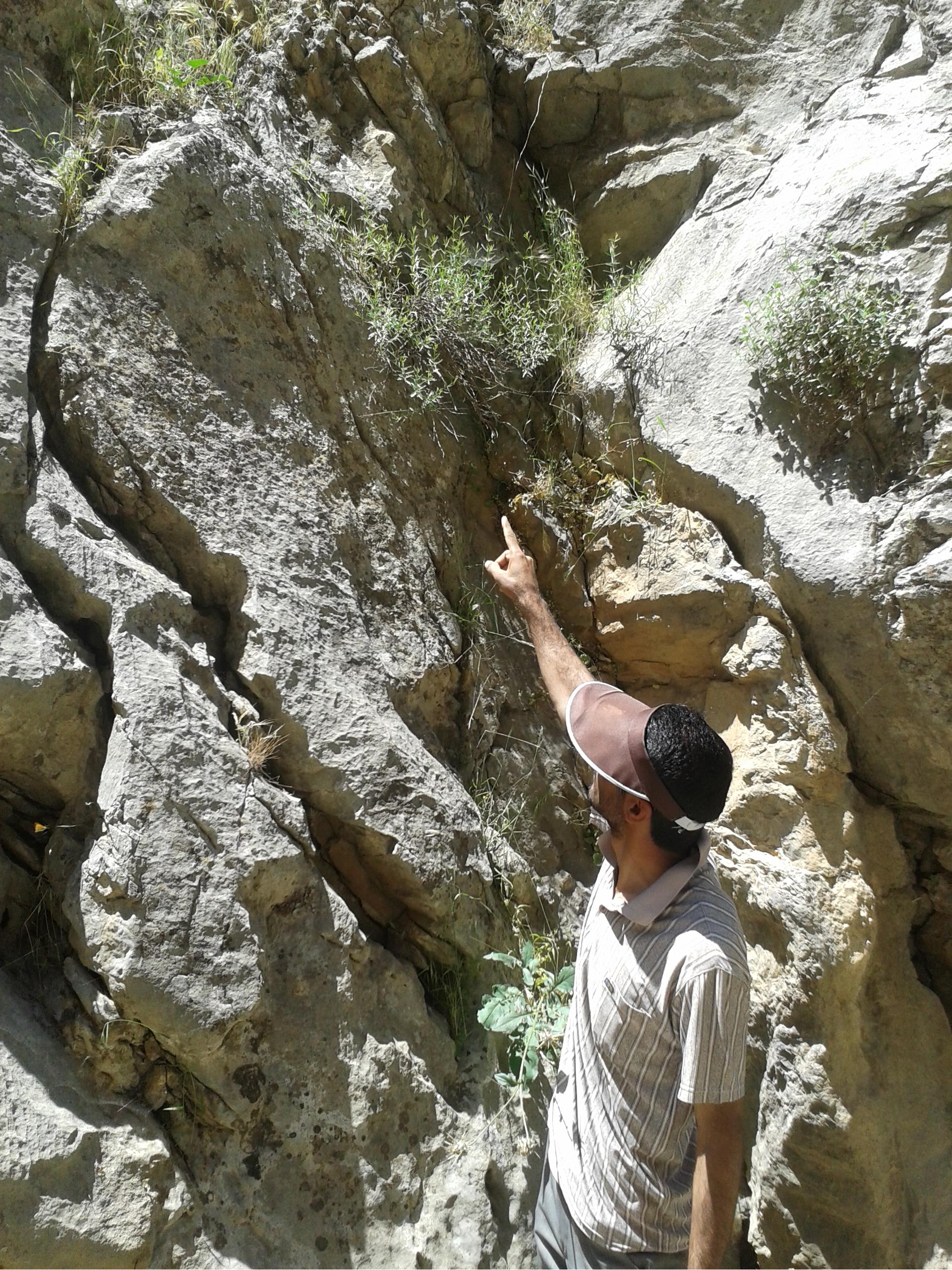 گیاه مرزه اورامانی- مفید در درمان دردهای عصبی، کاهش چربی خون، کاهش وزن، تسکین درد دندان