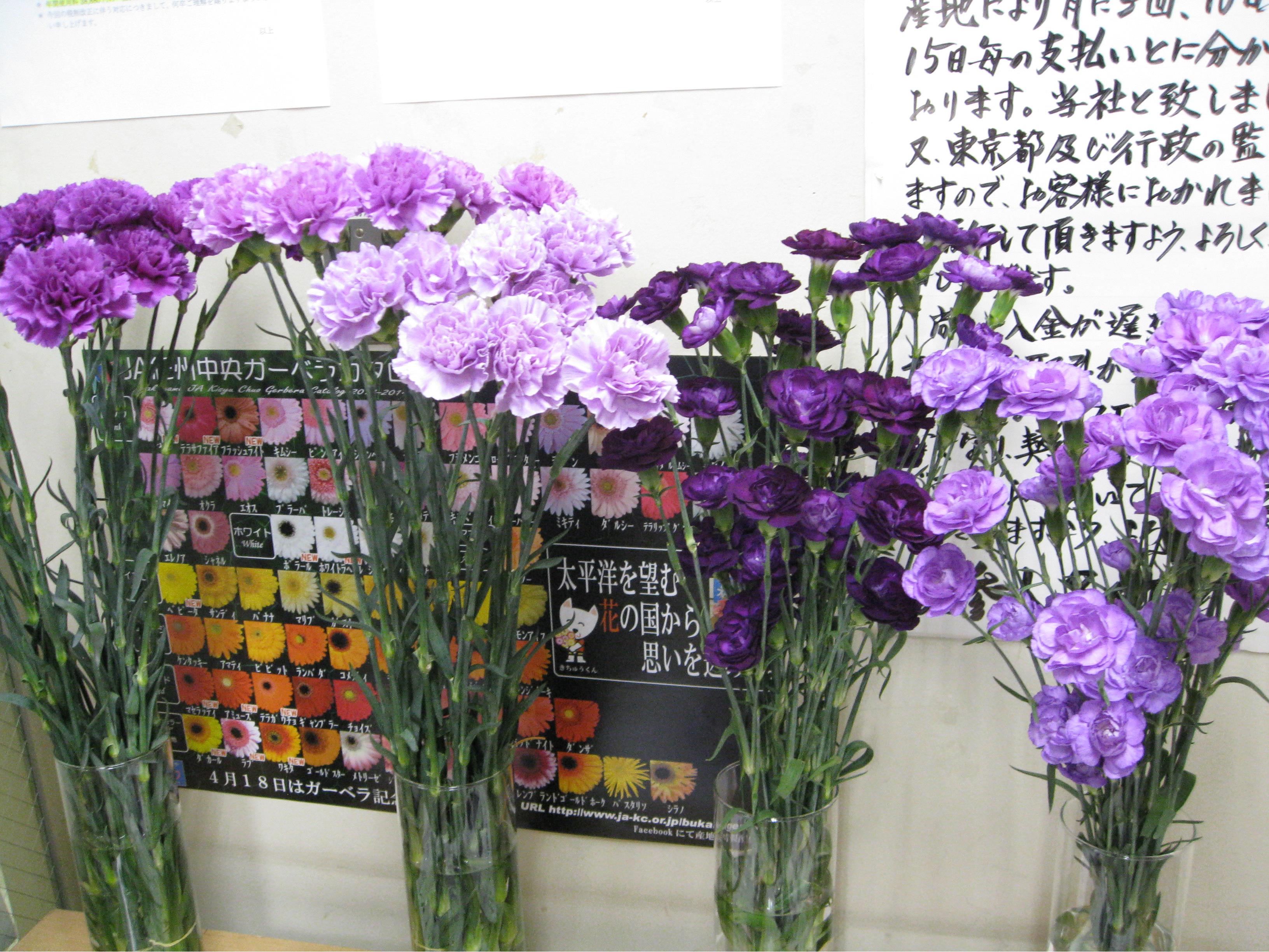 میخک رقم Moondust به عنوان اولین گل تراریخته که در دنیا به فروش می رسد. عکس از حراجی گل در شهر کاسای ژاپن گرفته شده