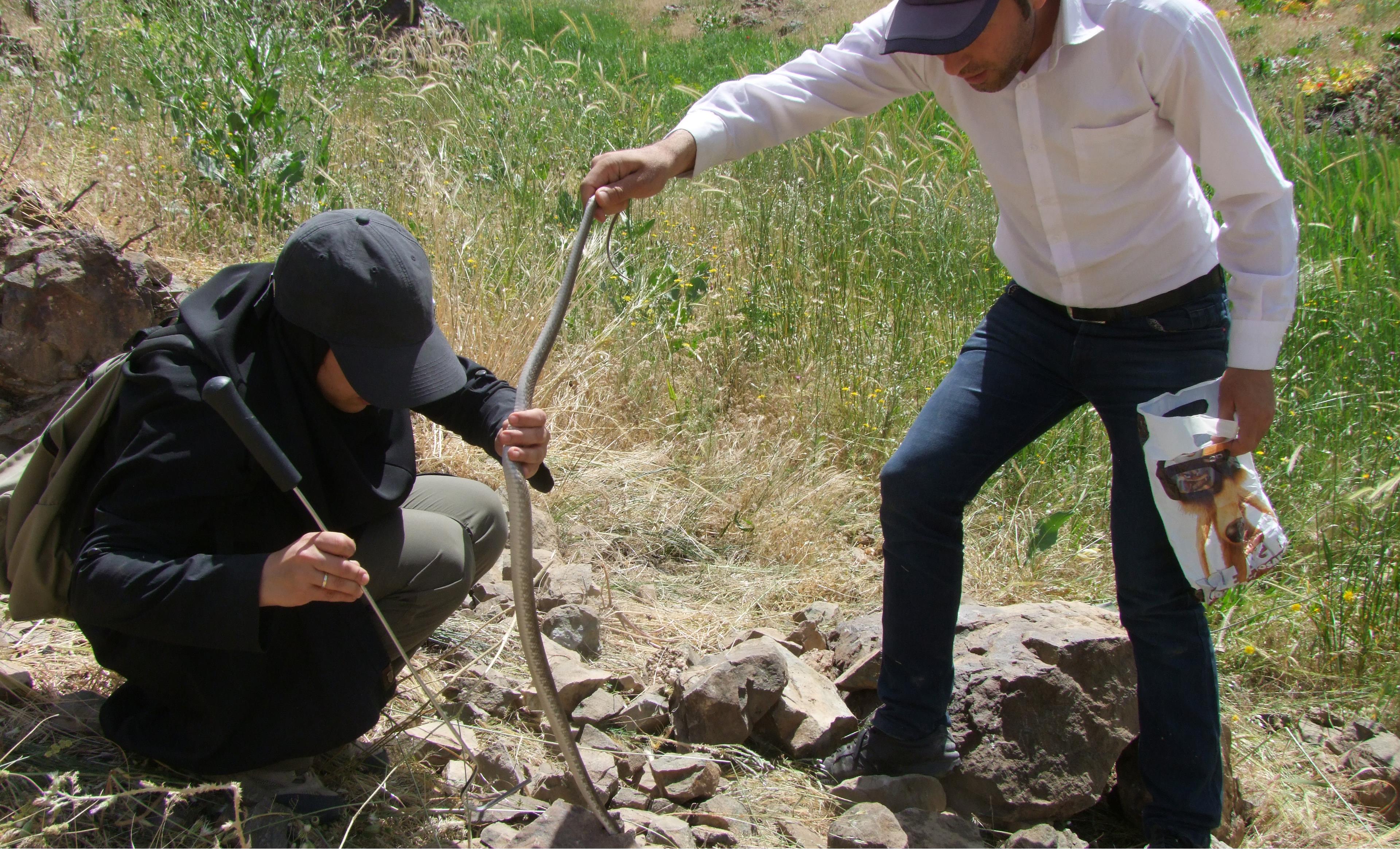 بررسی خزندگان سد قشلاق کردستان